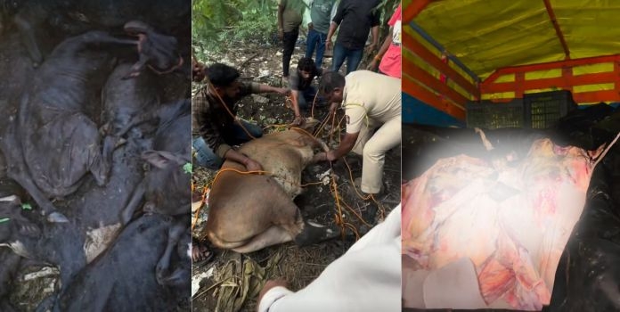 Illegal Beef Transport