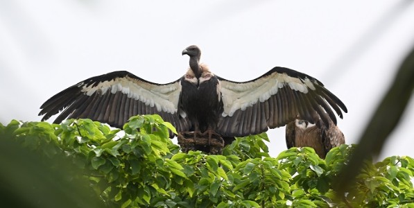 raigad vulture - गिधाडांसाठी गावात 'डीजे-बॅन्जो'वर बंदी!