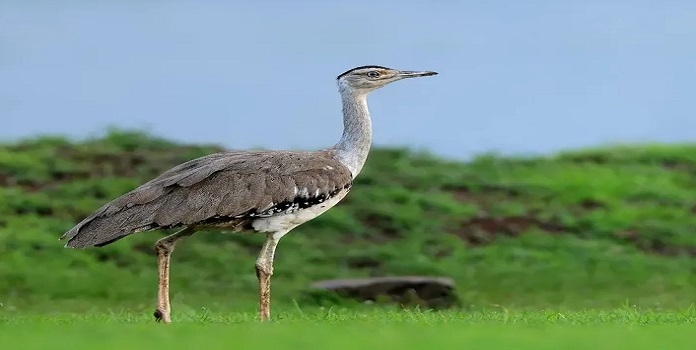 Great Indian Bustard Conservation