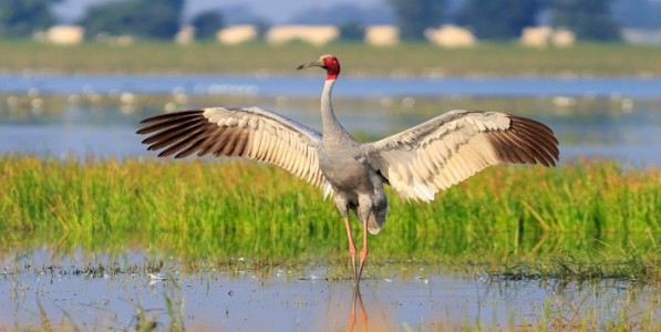सारस संवर्धनासाठी होणार देशव्यापी गणना