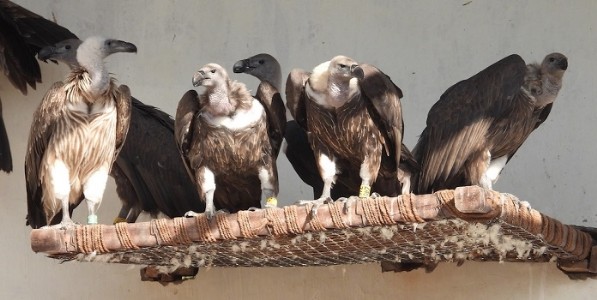 Vulture - गिधाड पुनर्स्थापनेत मेळघाट, पेंच ठरले देशातील यशस्वी केंद्र
